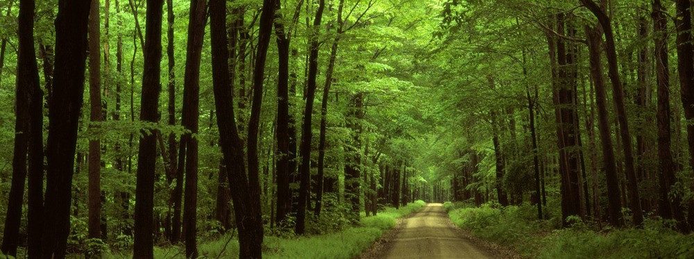 Action Plan for Improving Forest Management and Conservation in the South-East Agro-Ecological Region of Vietnam