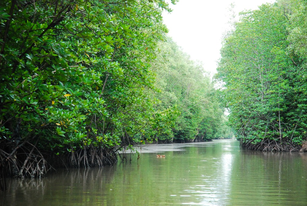 Income for Coastal Communities for Mangrove Protection