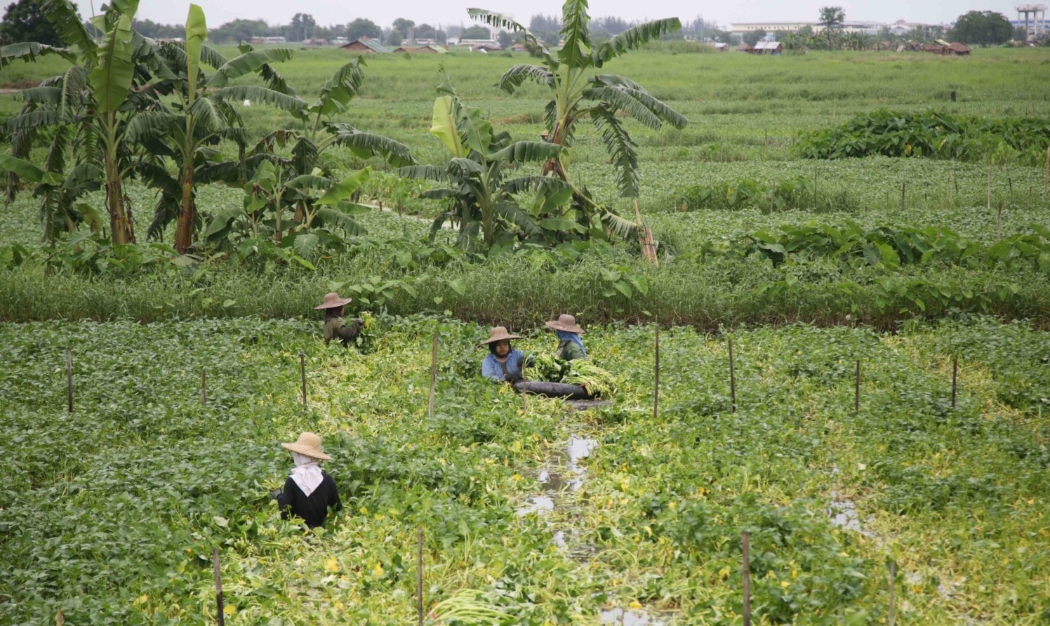 Strengthening Early Warning, Resilient Agriculture and Rural Development in Myanmar