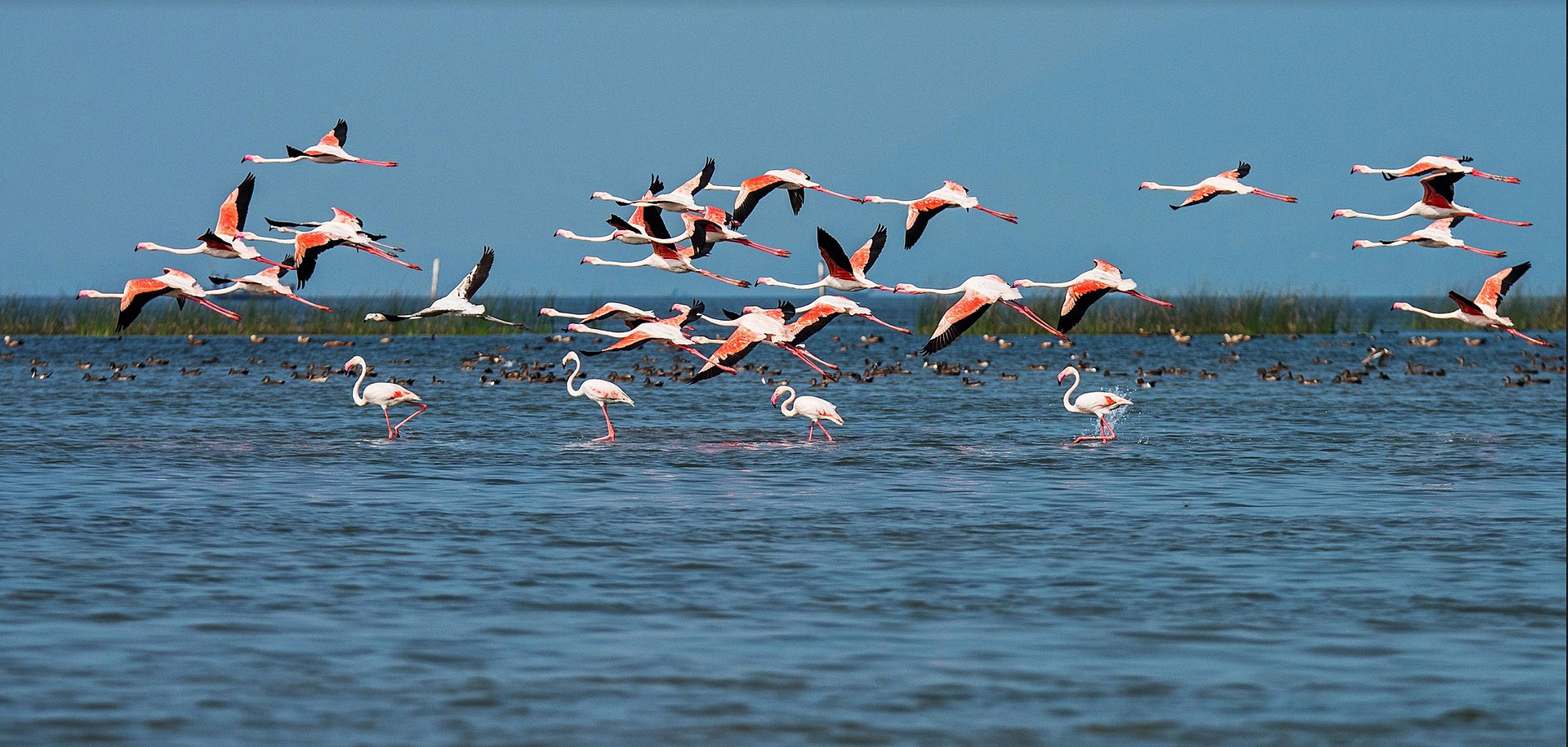 Wetlands Management for Biodiversity and Climate Protection in India